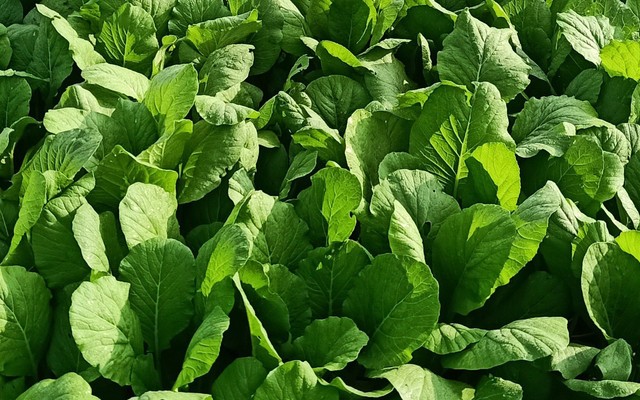 Cửa Hàng Trần Phúc - Trần Công An