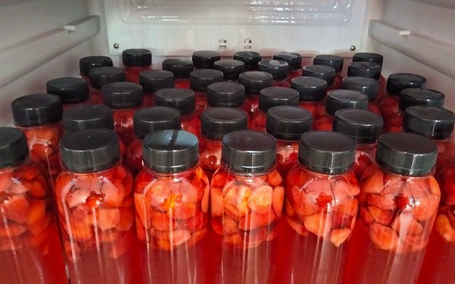 Hồng Hiển - Trà Dâu Đông Du - Phan Văn Tr