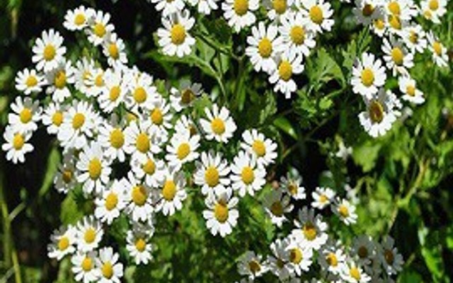 Nhung VN Local Tester - 17.08.2022.01