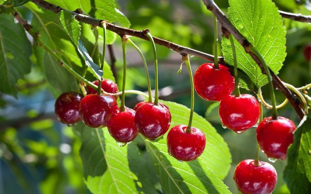 Hải Đăng Fruits - Trái Cây Nhập Khẩu
