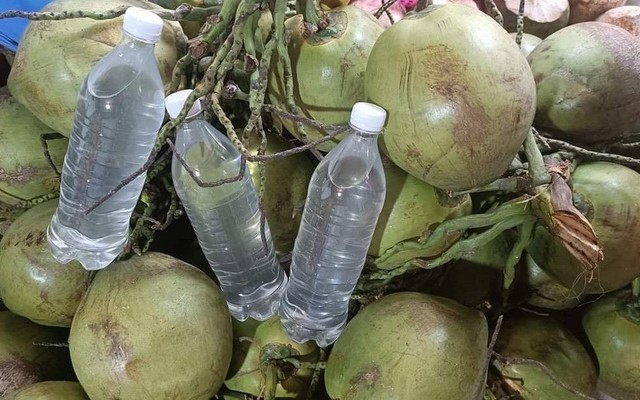 Dừa Xiêm Bến Tre Trần Tâm - Hoàng Công Chất