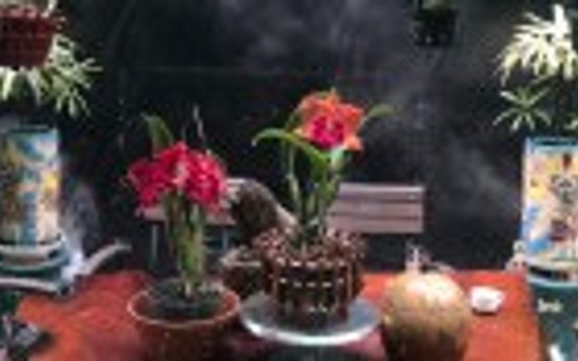 Cà Phê Lan Rừng - Lý Thái Tổ