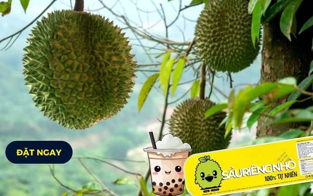 Sầu Riêng Nhỏ - Gò Dầu