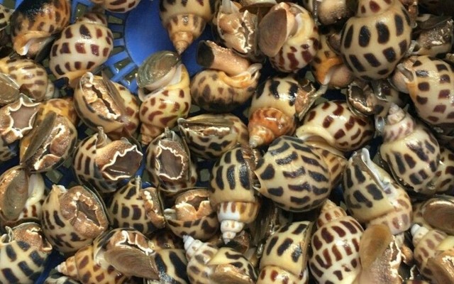 Ba Khía - Mắm - Lũy Bán Bích