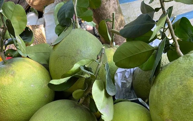 San’s Farm - Trái Cây Hữu Cơ - Lê Văn Lương