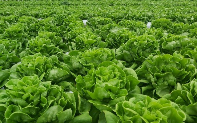 19.94 Food - Thực Phẩm Xanh