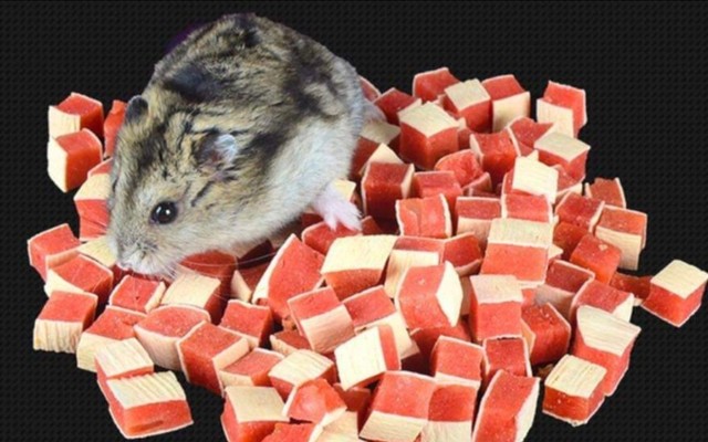 Best4Pet - Thức Ăn & Phụ Kiện Cho Hamster - Tân Chánh Hiệp 03