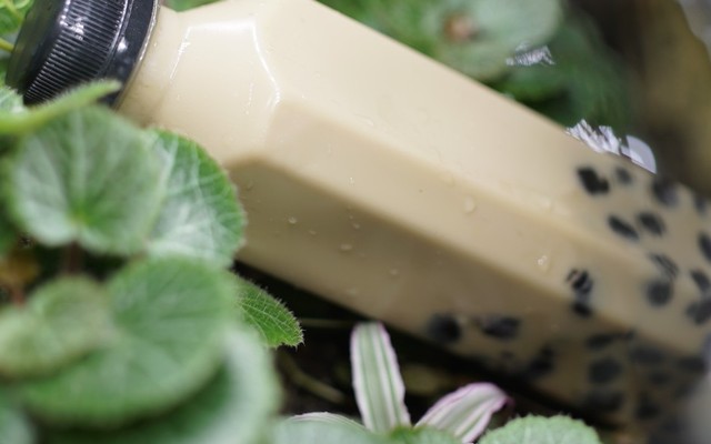 Trà Sữa Gấu - Nguyễn Phúc Chu