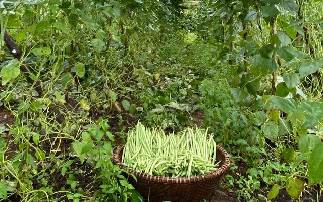 Khôi Farmer & Market - Rau Củ Quả Hữu Cơ - Đường 58