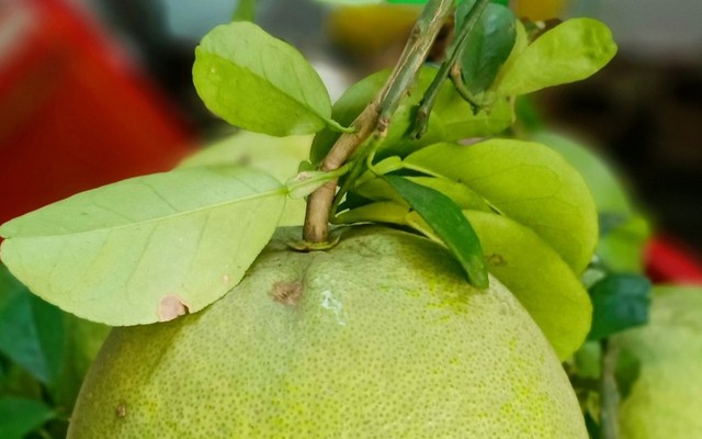 Bưởi Da Xanh Tân Triều Đồng Naiii - Bưởi - 134 Cao Xuân Dục