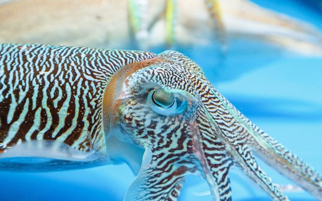 MỰC NHẢY BIỂN ĐÔNG - Thuỷ Hải Sản Tươi Sống - Đường D1