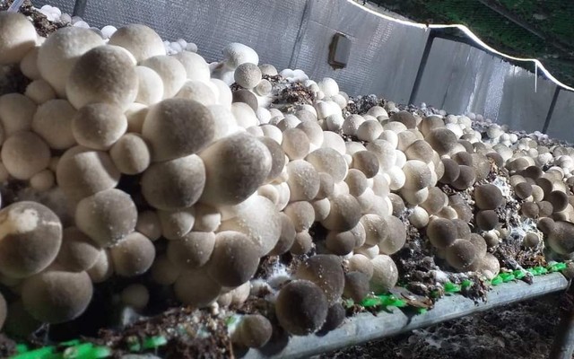 Nấm Sạch Thành Vinh - Nấm Ăn - 09 Nguyễn Viết Nhung