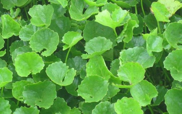 Cà Phê - Sinh Tố & Rau Má NGỌC CHÂU