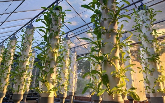 Tân Kim Farm - Rau Củ Quả Sạch Tươi Ngon