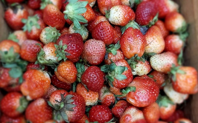 Hoa Trà - Trà - Tùng Thiện Vương