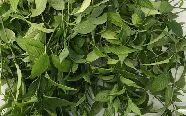 Lá Cẩm Tím - Vườn Bưởi Mười Lộc