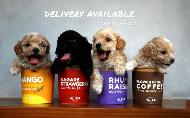 Bliss Premium Gelato - Kem Và Sữa Chua - Trần Hưng Đạo