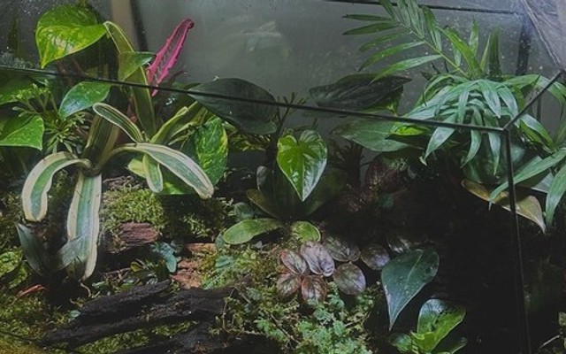 Plant Shake Smoothies - Đồ Uống - 16A Đường 49B