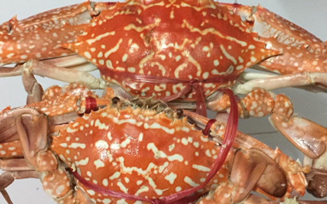 Tới - Cua Ghẹ & Hải Sản - Ngọc Lâm