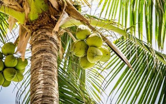 Dừa Tươi Vũ Hà Nội - Dừa - Phan Trọng Tuệ