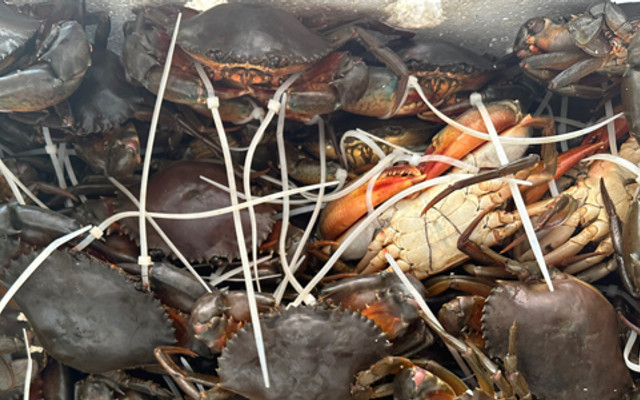 BIN Crab - Phan Đình Phùng