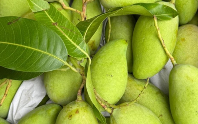 Nhungiu - Xoài & Cóc Bao Tử - Thuỵ Khuê