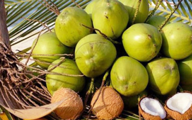 Siêu Dừa Miền Tây - Dừa Tắc & Rau Má Dừa - Nguyễn Cửu Đàm