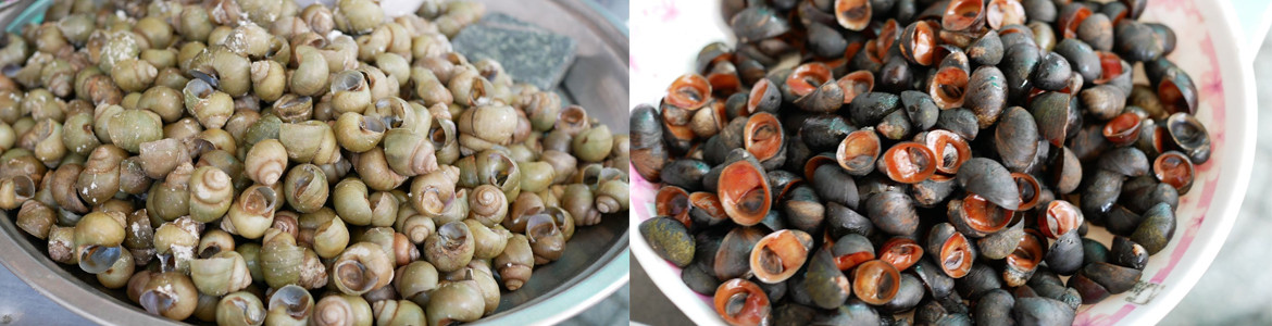 Ốc Thảo An Đông