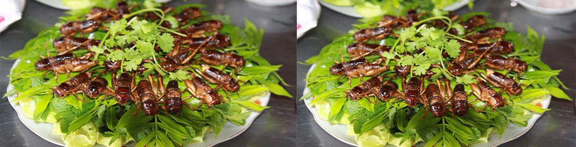 Đặc Sản Côn Trùng