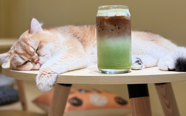 Mèo Kon Kafe - Cafe, Trà & Đá Xay - Hoàng Quốc Việt