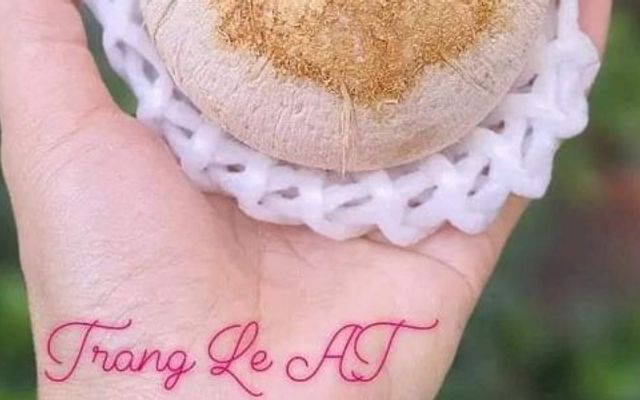 Trang Le AT - Dừa Xiêm - Shop Online