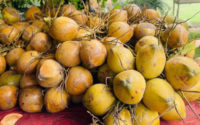 Dừa Xiêm Bến Tre - Lý Thái Tông