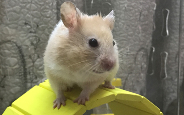 Hamster Abeken - Thức Ăn Thú Cưng