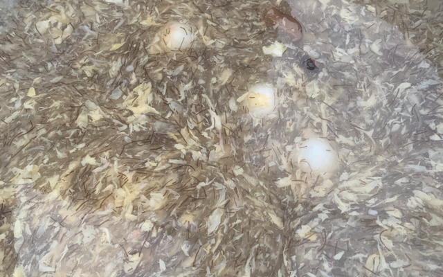 Gà Rán Xiên Que Ngoại Mần