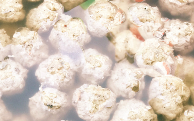 Bún Chả Cá & Cháo Hào - Hẻm 103 Nguyễn Thị Thập