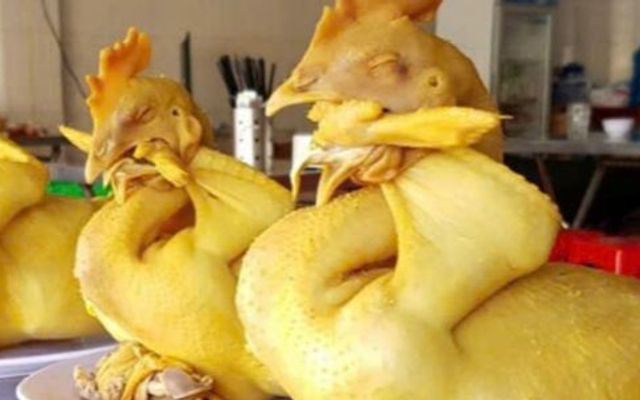 Gà Ta Tam Kỳ Gia Bảo