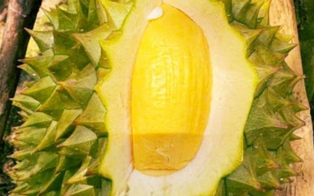 Sầu Riêng Sạch Bích Ngọc 77773 - Huỳnh Tấn Phát