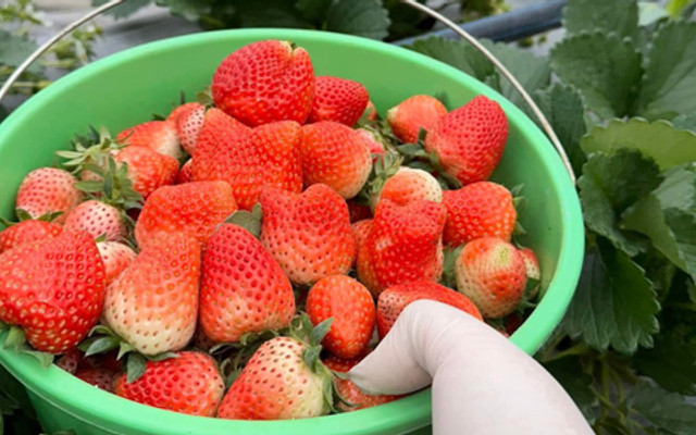 Gấu Mèo - Hoa Quả Bốn Mùa - Shop Online