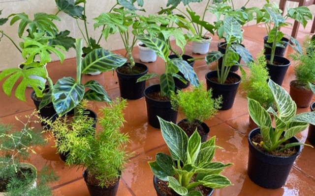 Tiệm Cây Lá Xanh - Cây Trong Nhà - Dao Ánh