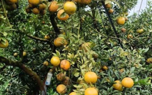 Nghệ Cả Củ - Đặc Sản Vùng Miền - Đường Số 9