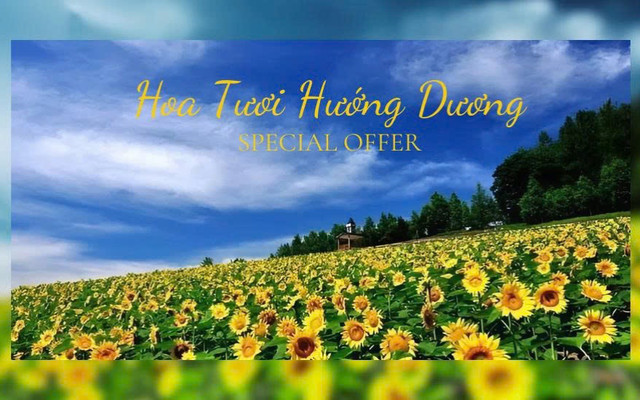 Hoa Tươi - Hướng Dương - Số 5 Trần Thái Tông