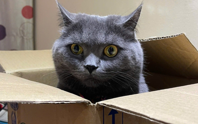 KATWALK STATION - Petstore & More - 15/20 Đoàn Như Hài