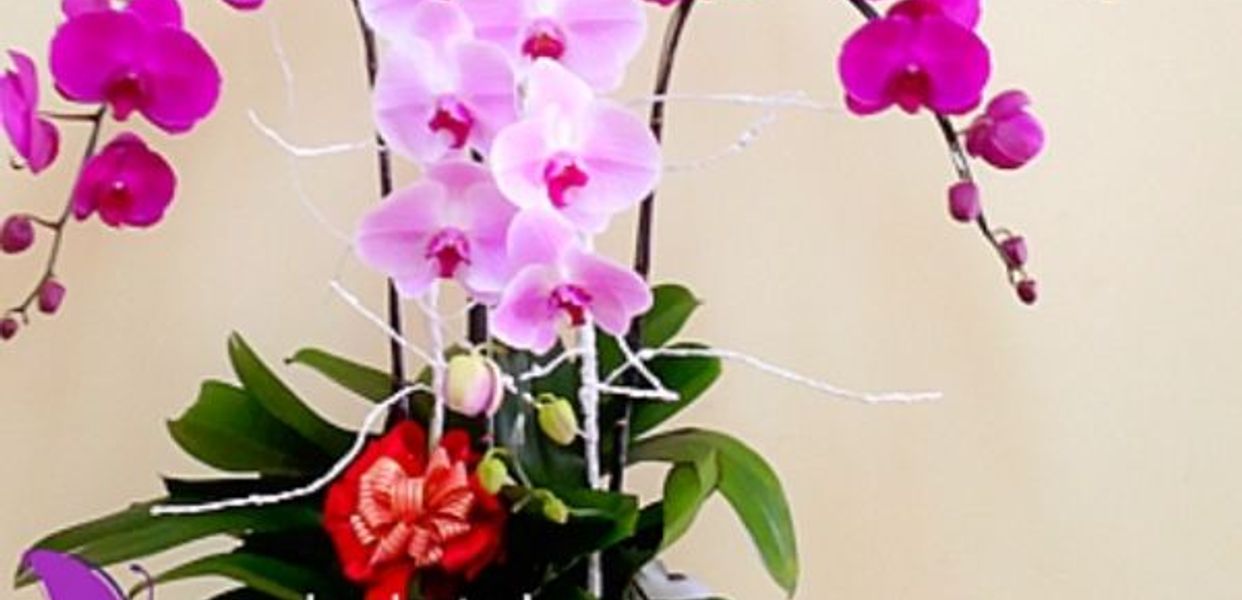 Mẫu Hậu Quán - Bún Giả Cầy, Cá Kho & Bánh Lộc Lá - Trần Bình