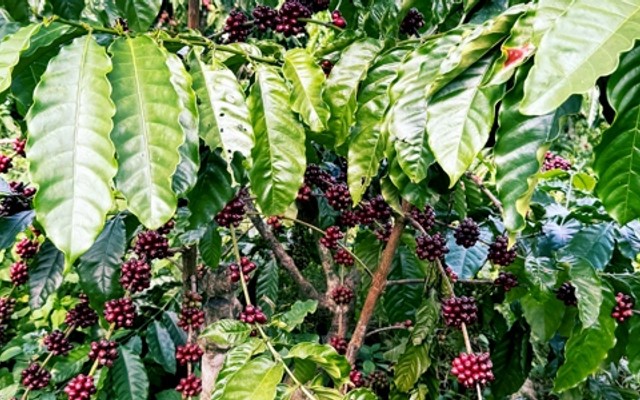 GU COFFEE - 111B5 KIM LIÊN