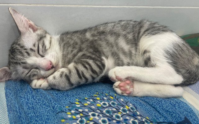 Pet Shop Anh Đậu - Thú Cưng - Nguyễn Việt Hồng