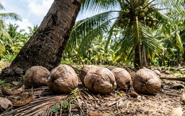 Sữa Dừa Tươi