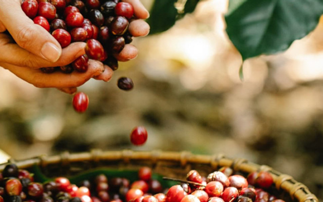 Nâu Coffee & Tea - Dương Quảng Hàm