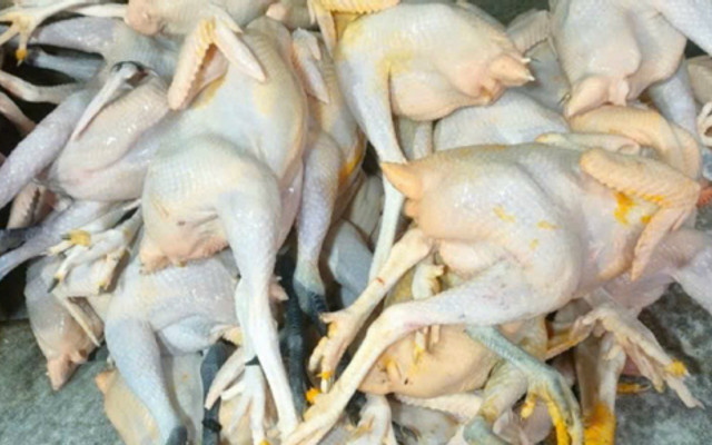Hiền Gà - Gà Tươi, Vịt Cỏ & Vịt Xiêm - Phan Văn Hùm