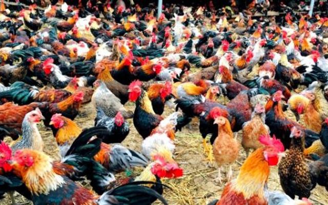 Đại Lý Gà Tươi Sống F15 - Trần Thái Tông