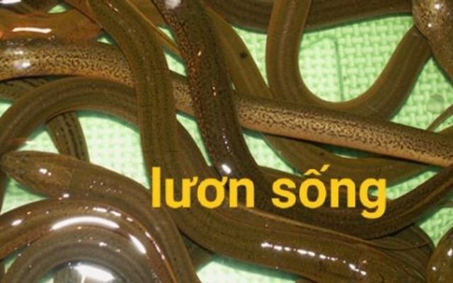 Đồ Tươi Sống Bảo Thơm - Trần Thái Tông